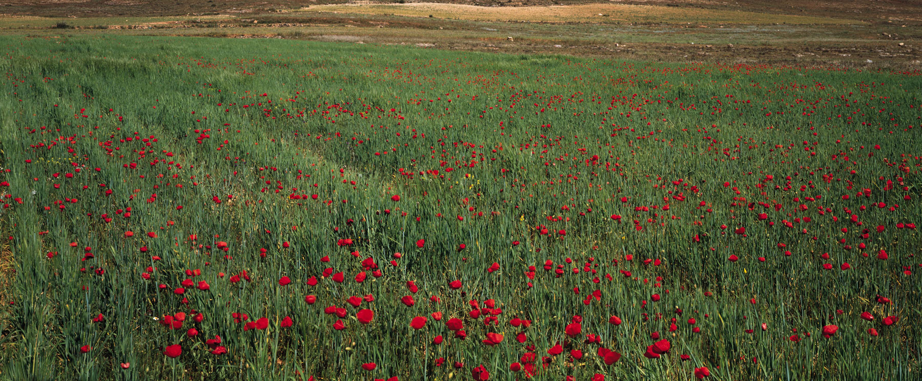El Campo de Montiel